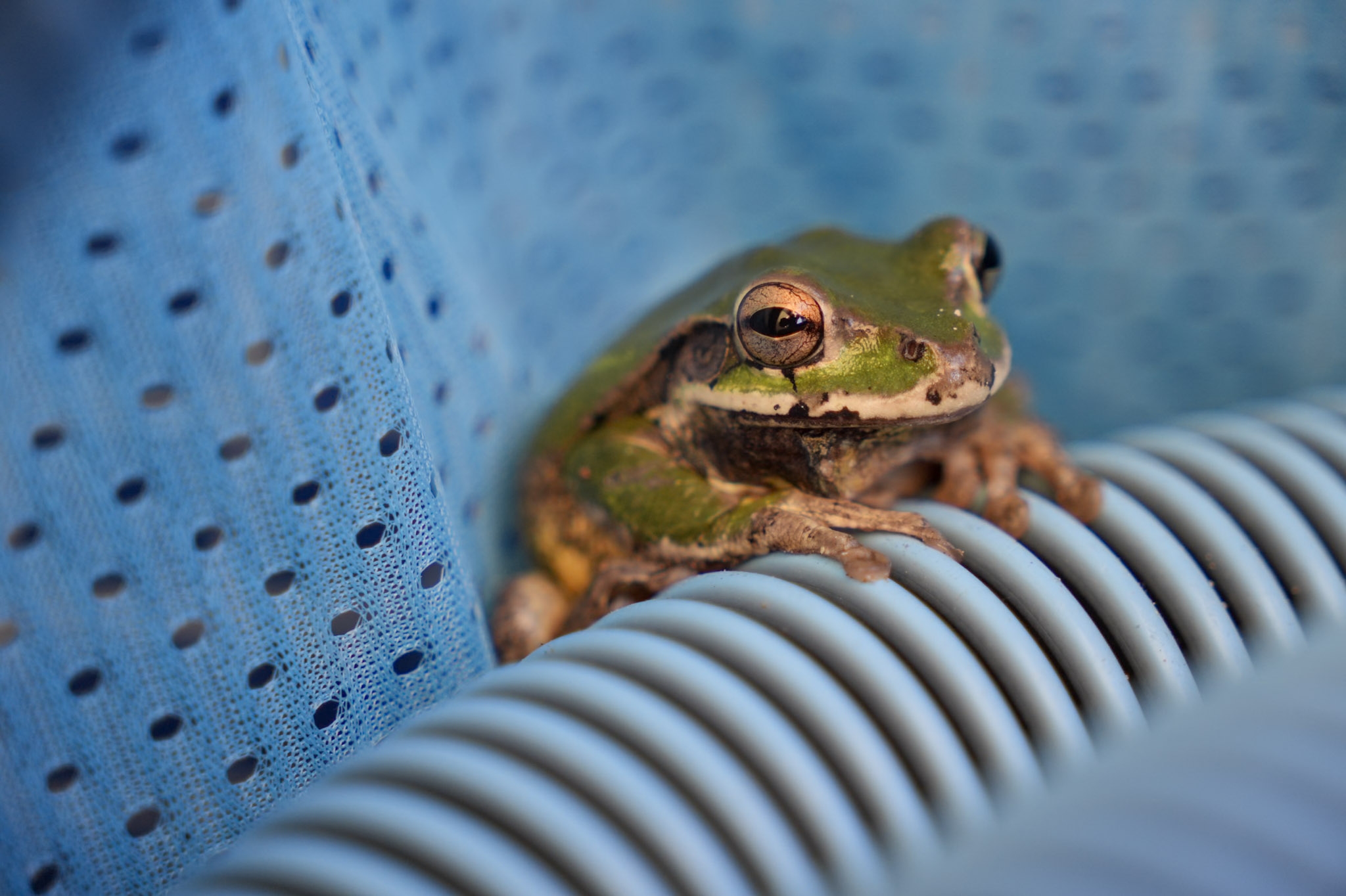 Green Frog